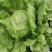 中禧汉堡生菜结球生菜西餐汉堡火锅用沙拉新鲜蔬菜圆西生菜种