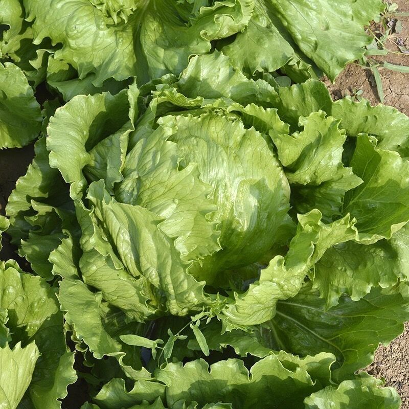 中禧汉堡生菜结球生菜西餐汉堡火锅用沙拉新鲜蔬菜圆西生菜种
