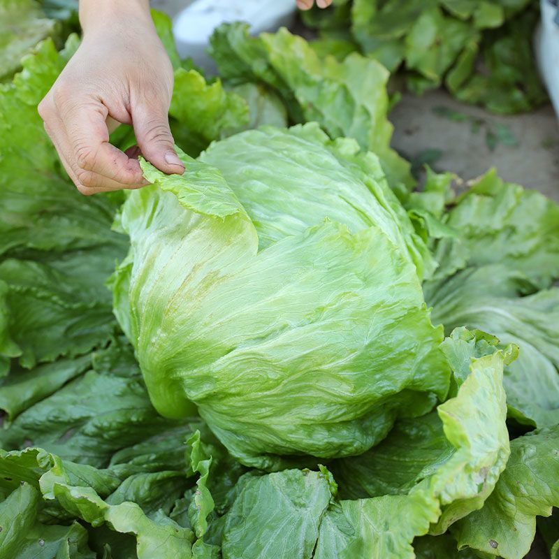 中禧汉堡生菜结球生菜西餐汉堡火锅用沙拉新鲜蔬菜圆西生菜种