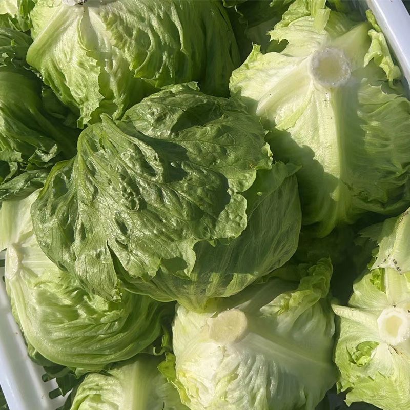 中禧汉堡生菜结球生菜西餐汉堡火锅用沙拉新鲜蔬菜圆西生菜种