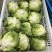 中禧汉堡生菜结球生菜西餐汉堡火锅用沙拉新鲜蔬菜圆西生菜种