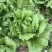 中禧汉堡生菜结球生菜西餐汉堡火锅用沙拉新鲜蔬菜圆西生菜种