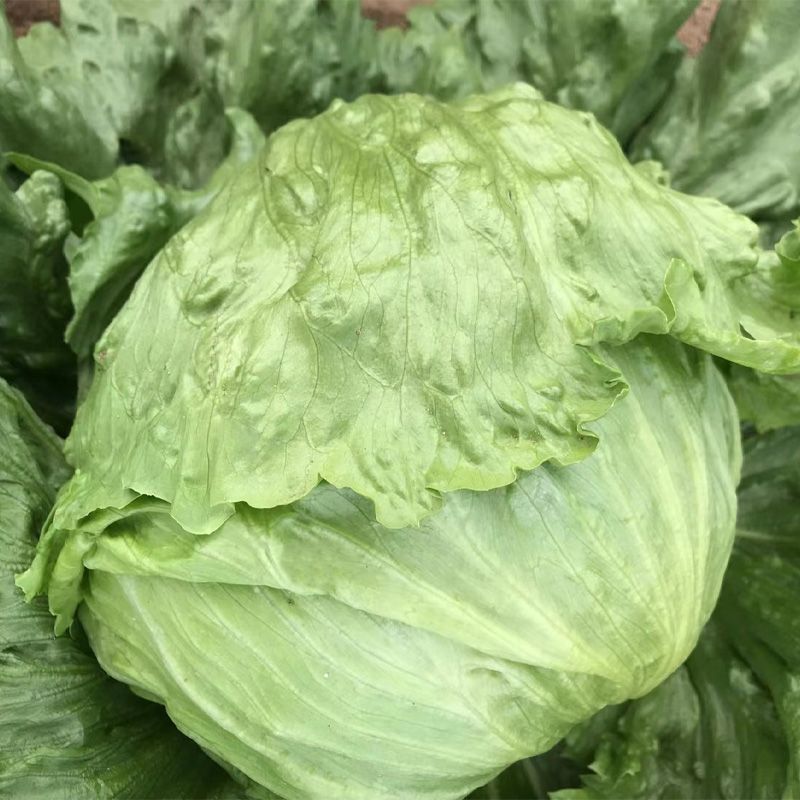 中禧汉堡生菜结球生菜西餐汉堡火锅用沙拉新鲜蔬菜圆西生菜种