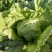 中禧汉堡生菜结球生菜西餐汉堡火锅用沙拉新鲜蔬菜圆西生菜种