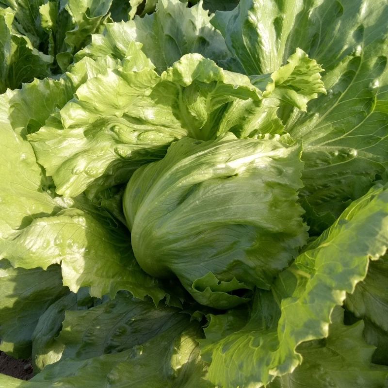 中禧汉堡生菜结球生菜西餐汉堡火锅用沙拉新鲜蔬菜圆西生菜种