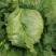 中禧汉堡生菜结球生菜西餐汉堡火锅用沙拉新鲜蔬菜圆西生菜种