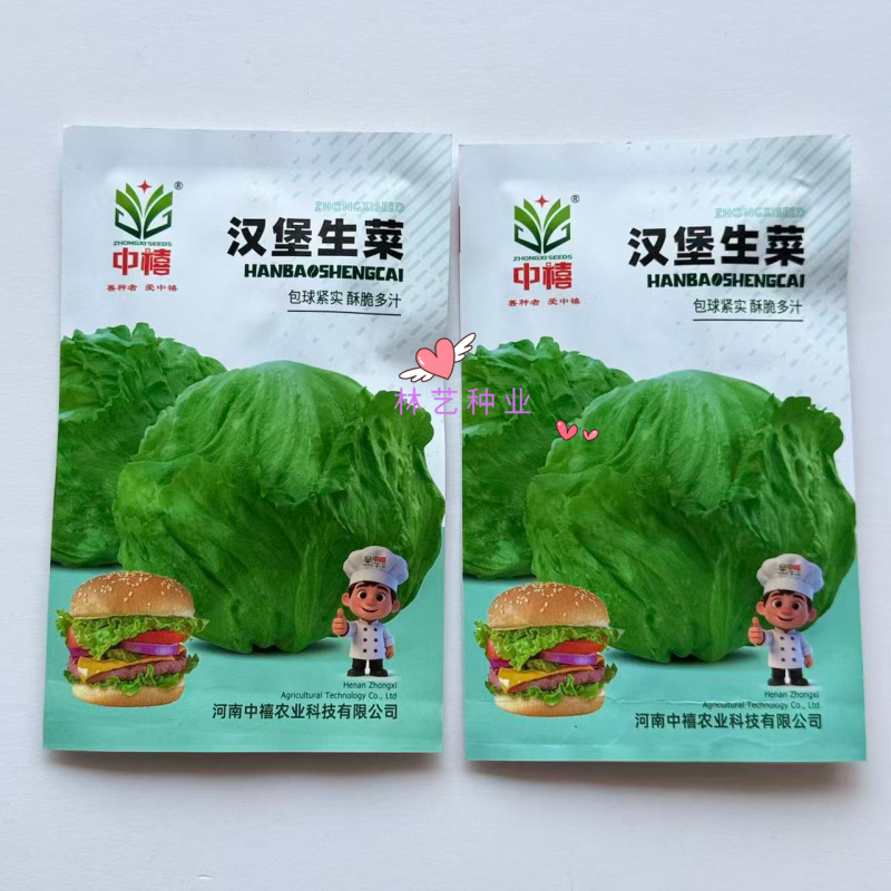 中禧汉堡生菜结球生菜西餐汉堡火锅用沙拉新鲜蔬菜圆西生菜种