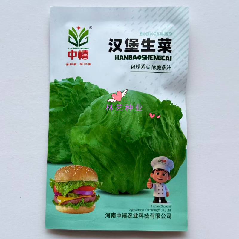 中禧汉堡生菜结球生菜西餐汉堡火锅用沙拉新鲜蔬菜圆西生菜种