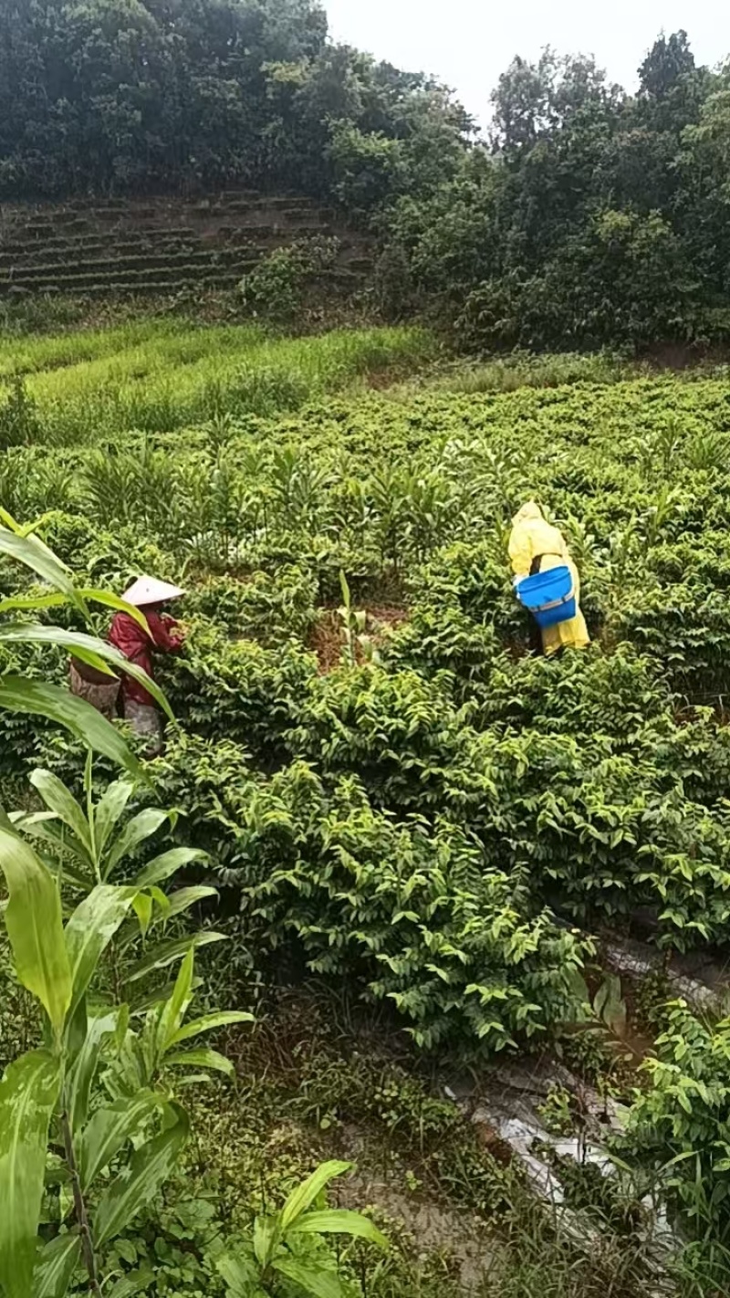 云南甜菜