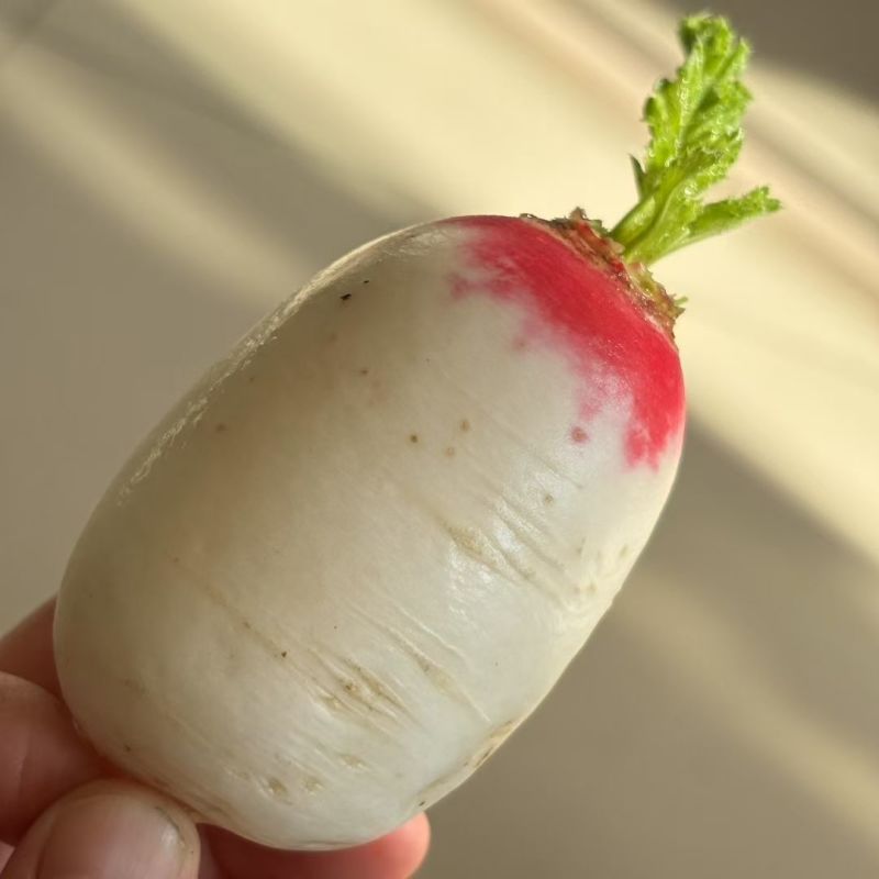 口红香梨甜脆萝卜种子秋播水果萝卜品质佳口感好甜脆好吃萝卜