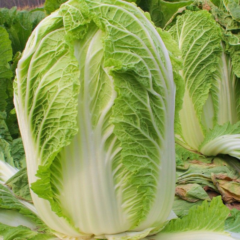 储半年大白菜种子李大眼睛东北菜籽秋季冬储黄心帮翠叶储半年