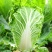 储半年大白菜种子李大眼睛东北菜籽秋季冬储黄心帮翠叶储半年