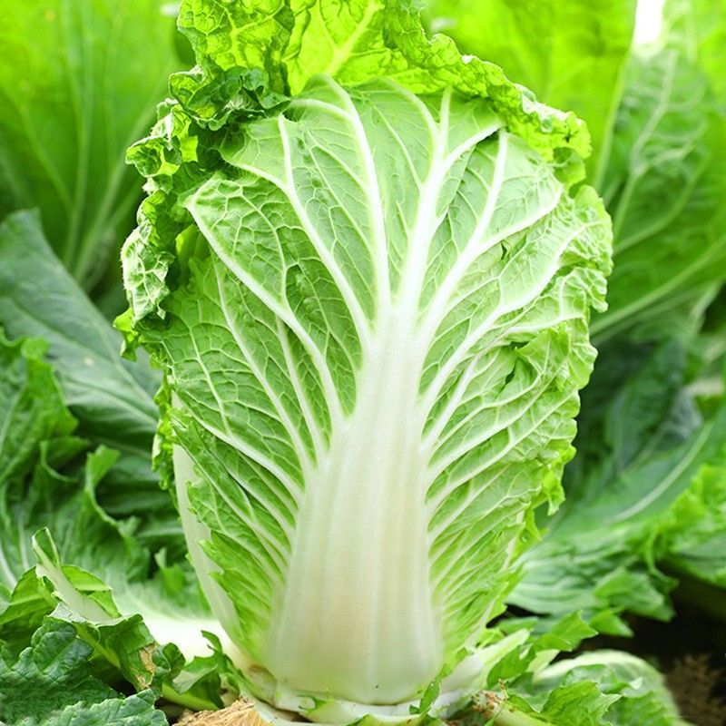 储半年大白菜种子李大眼睛东北菜籽秋季冬储黄心帮翠叶储半年