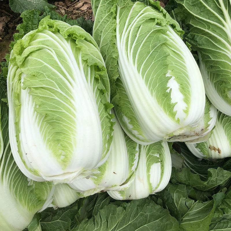 储半年大白菜种子李大眼睛东北菜籽秋季冬储黄心帮翠叶储半年