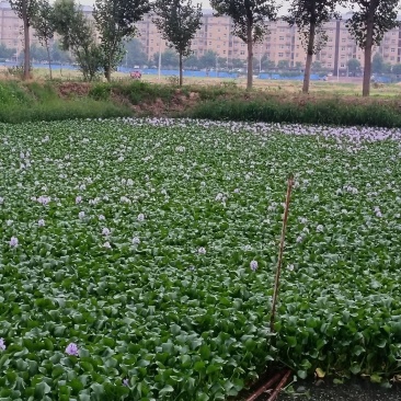 水仙花