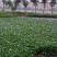 水仙花