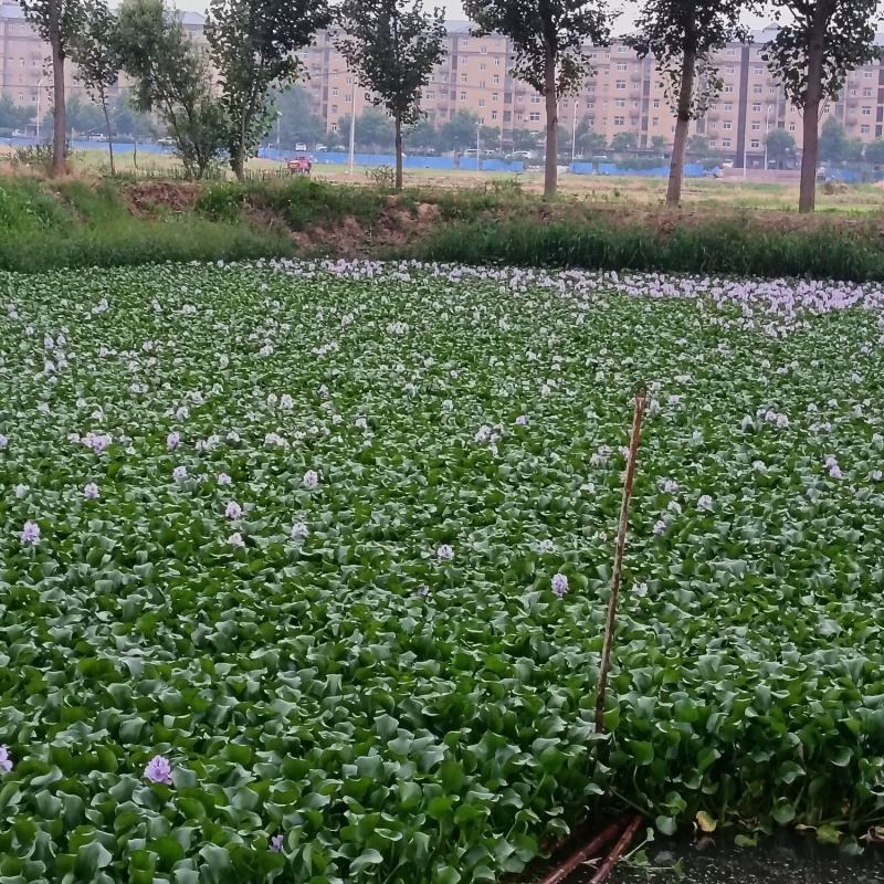 水仙花