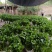 水仙花