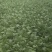 小青菜！白菜！鸡毛菜