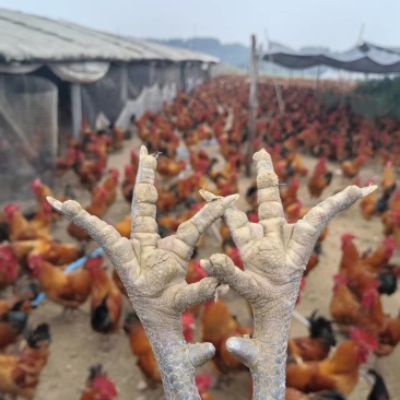 淮南王土鸡