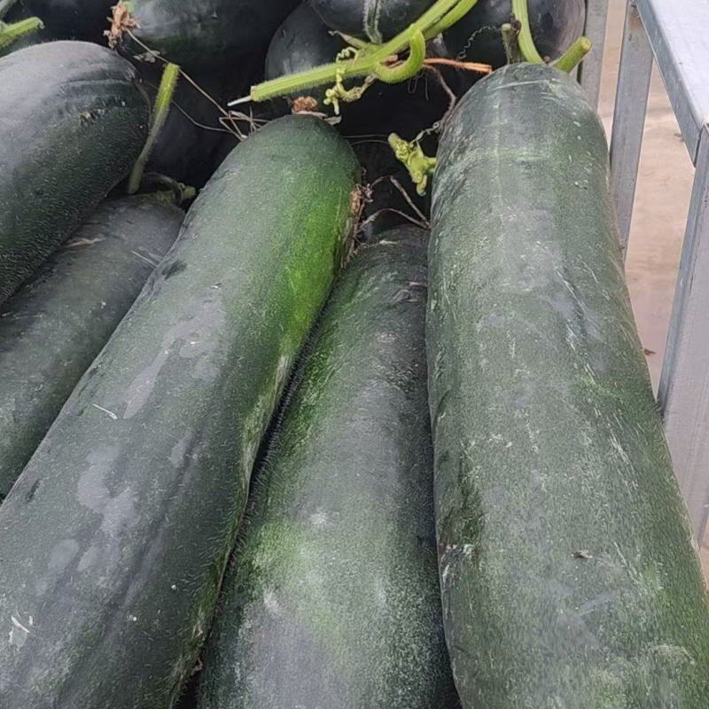 江苏黑皮冬瓜独藤瓜