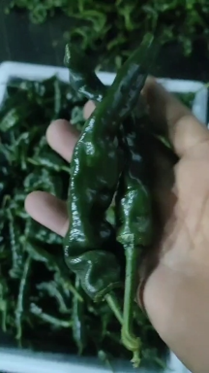 皱皮辣椒，自产自销，适合各大商超和连锁超市团购。