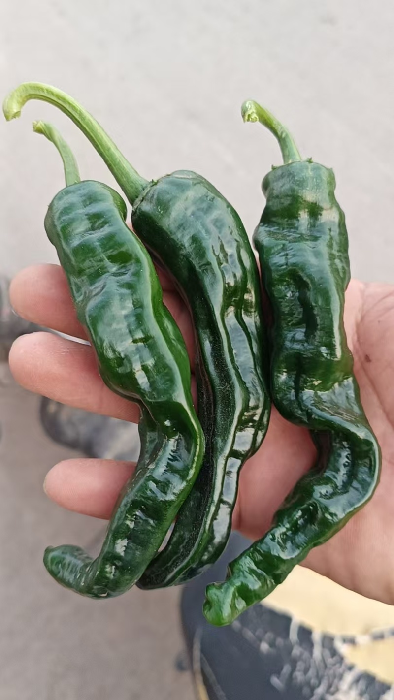 皱皮辣椒，自产自销，适合各大商超和连锁超市团购。