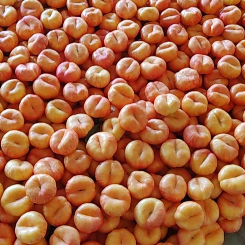 精品油蟠