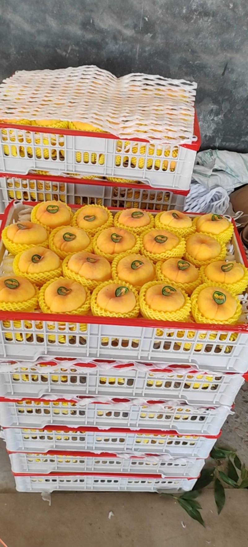 精品油蟠
