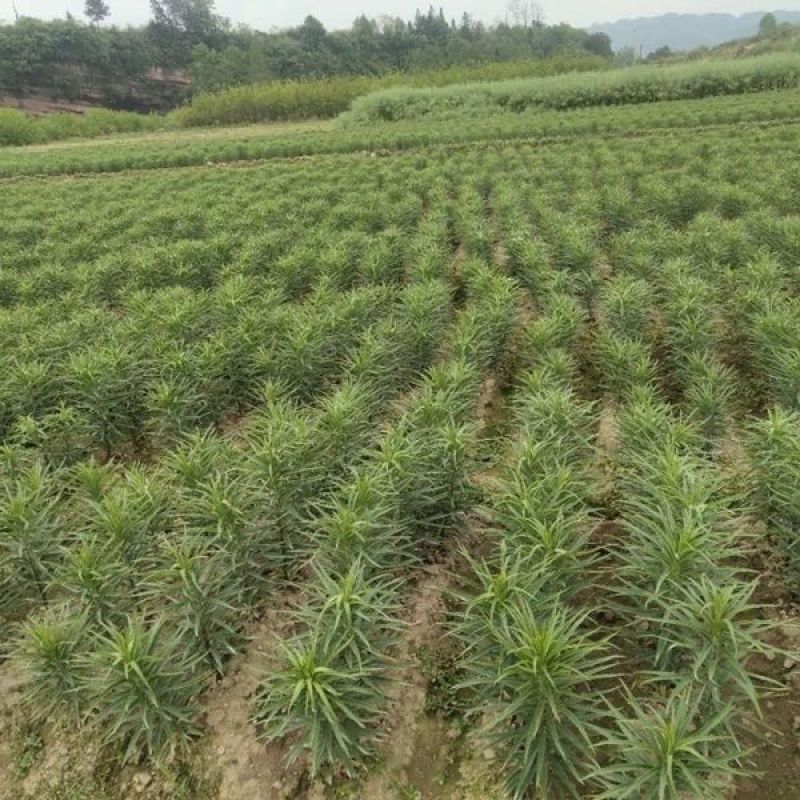 农家基地直发卷单百合种球