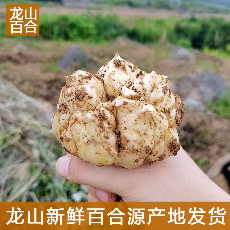 农家基地直发卷单百合种球