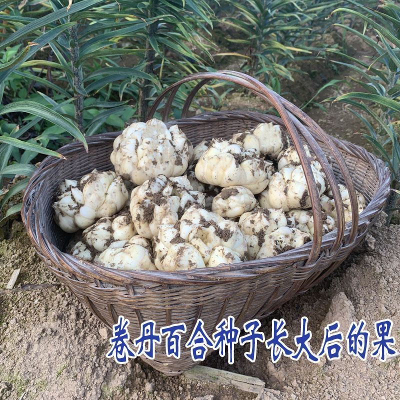 农家基地直发卷单百合种球