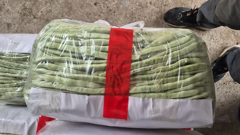白芸豆精品