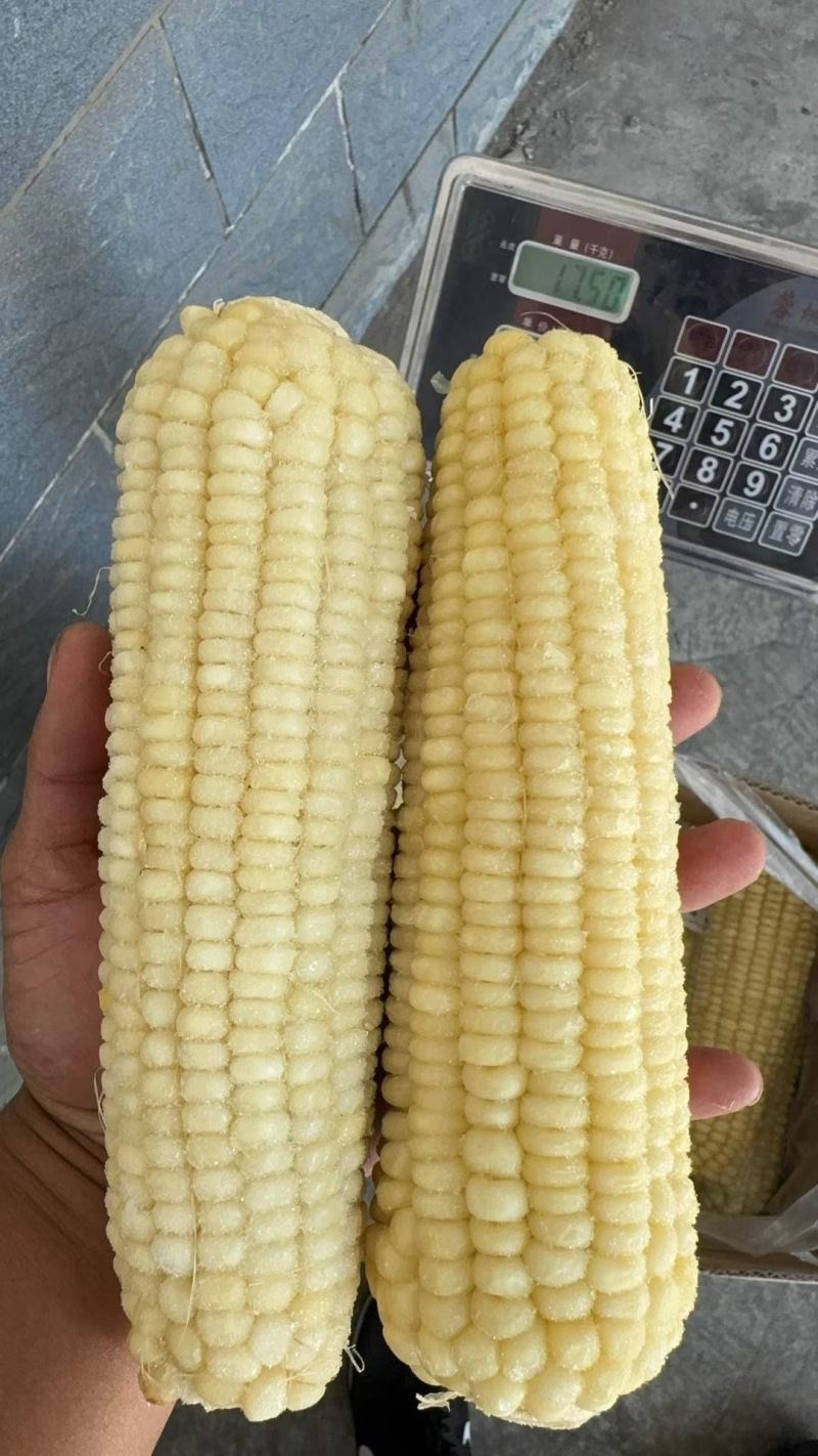 扶沟白糯玉米大量上货，品质保障，欢迎老板来电咨询