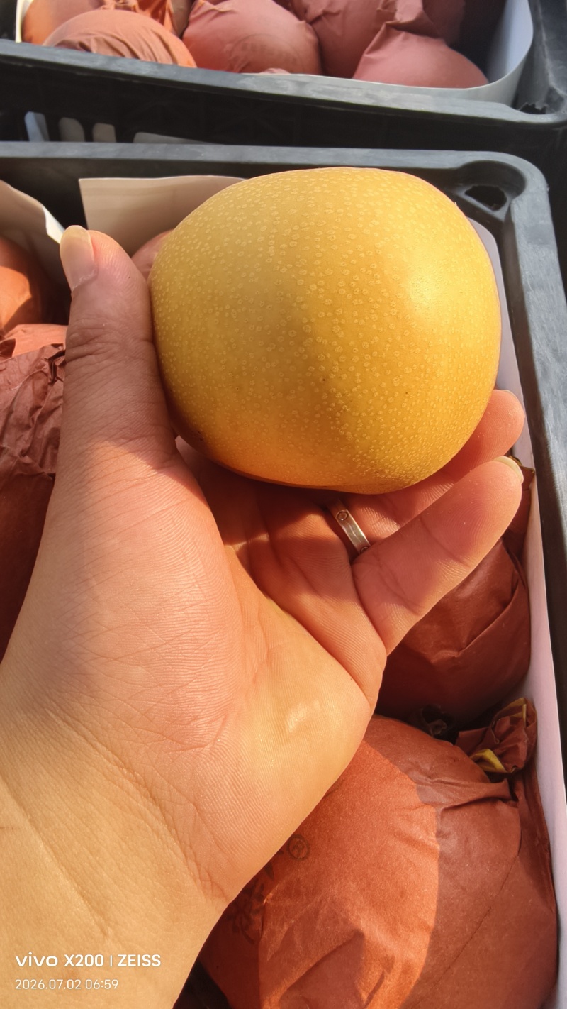 安徽砀山夏至蜜梨，套袋梨。大量有货货源充足，**商超市场
