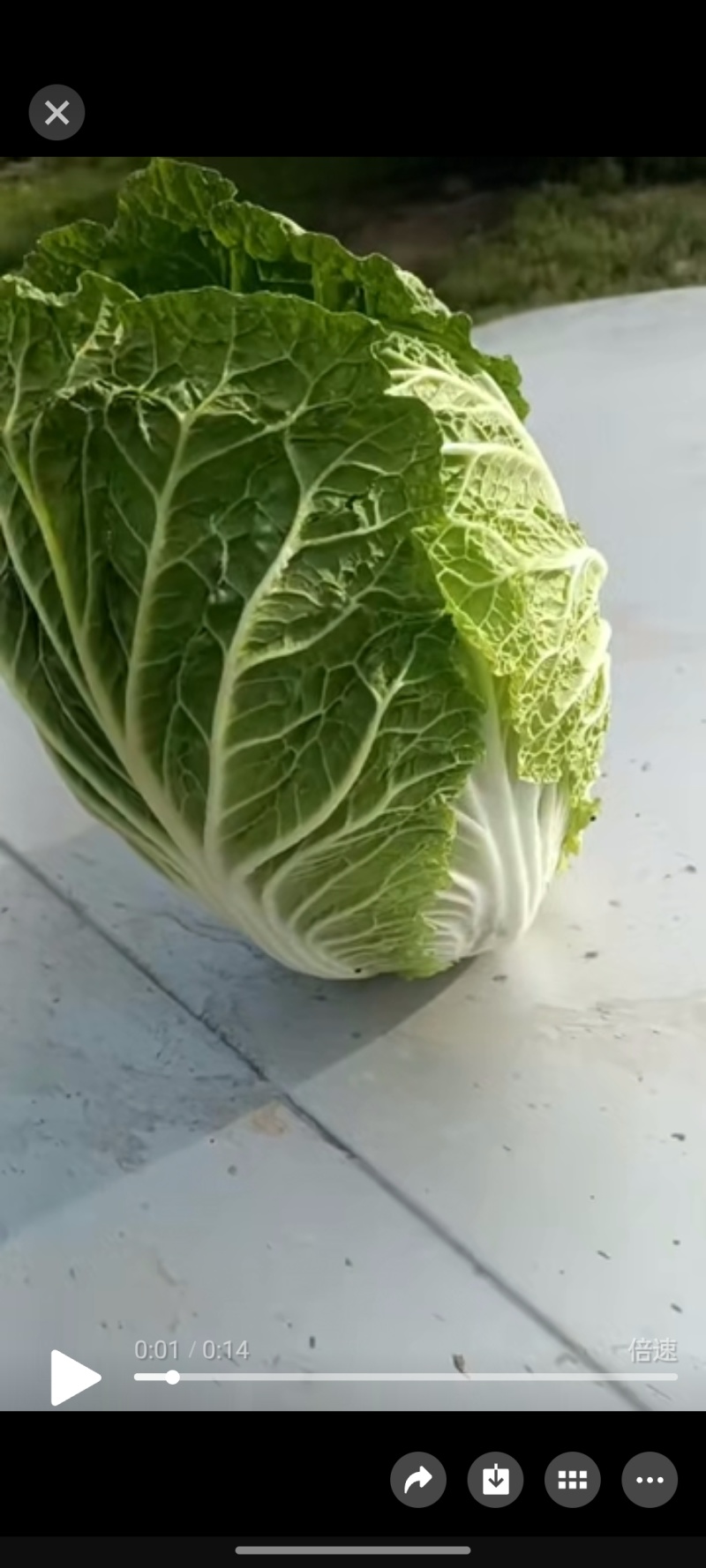 精品甘蓝