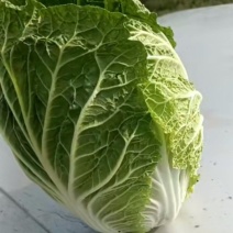 精品甘蓝