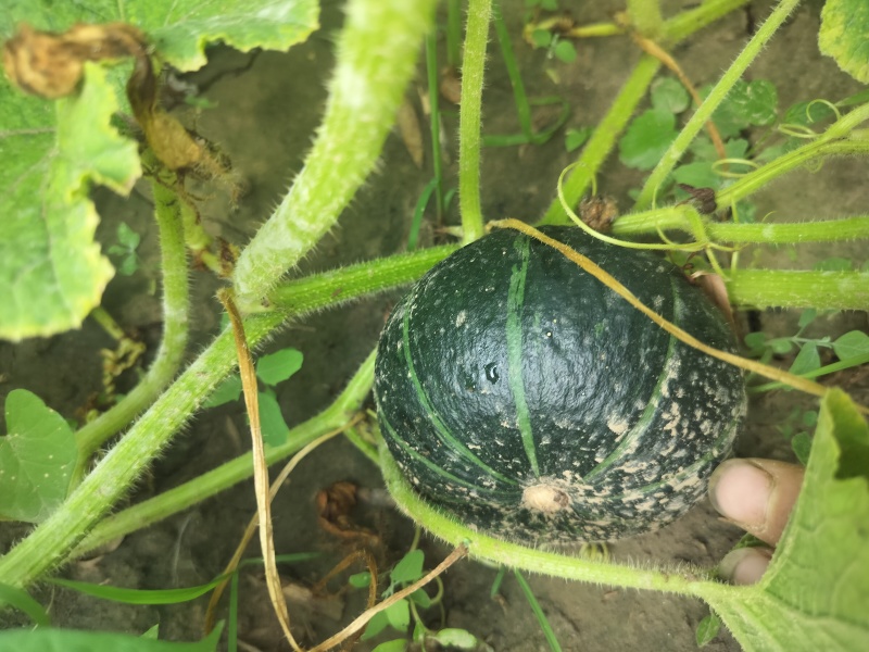 贝贝南瓜大量上市