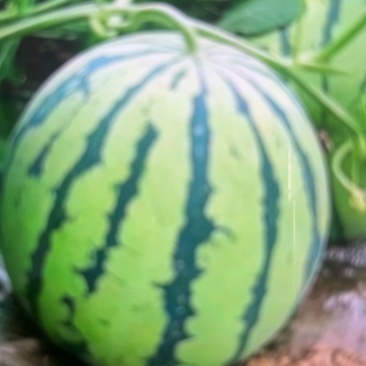 西瓜