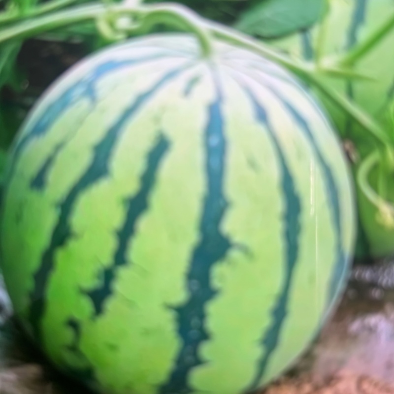 西瓜