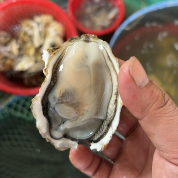 潮汕蚝福建蚝小蚝中蚝大蚝豆豆1十