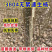 速生杨107、2025无絮杨3804、3412无絮杨源头