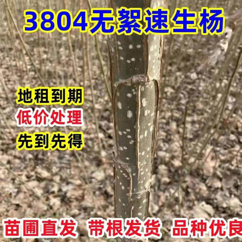 速生杨107、2025无絮杨3804、3412无絮杨源头