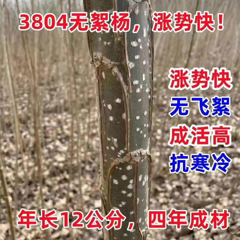 速生杨107、2025无絮杨3804、3412无絮杨源头