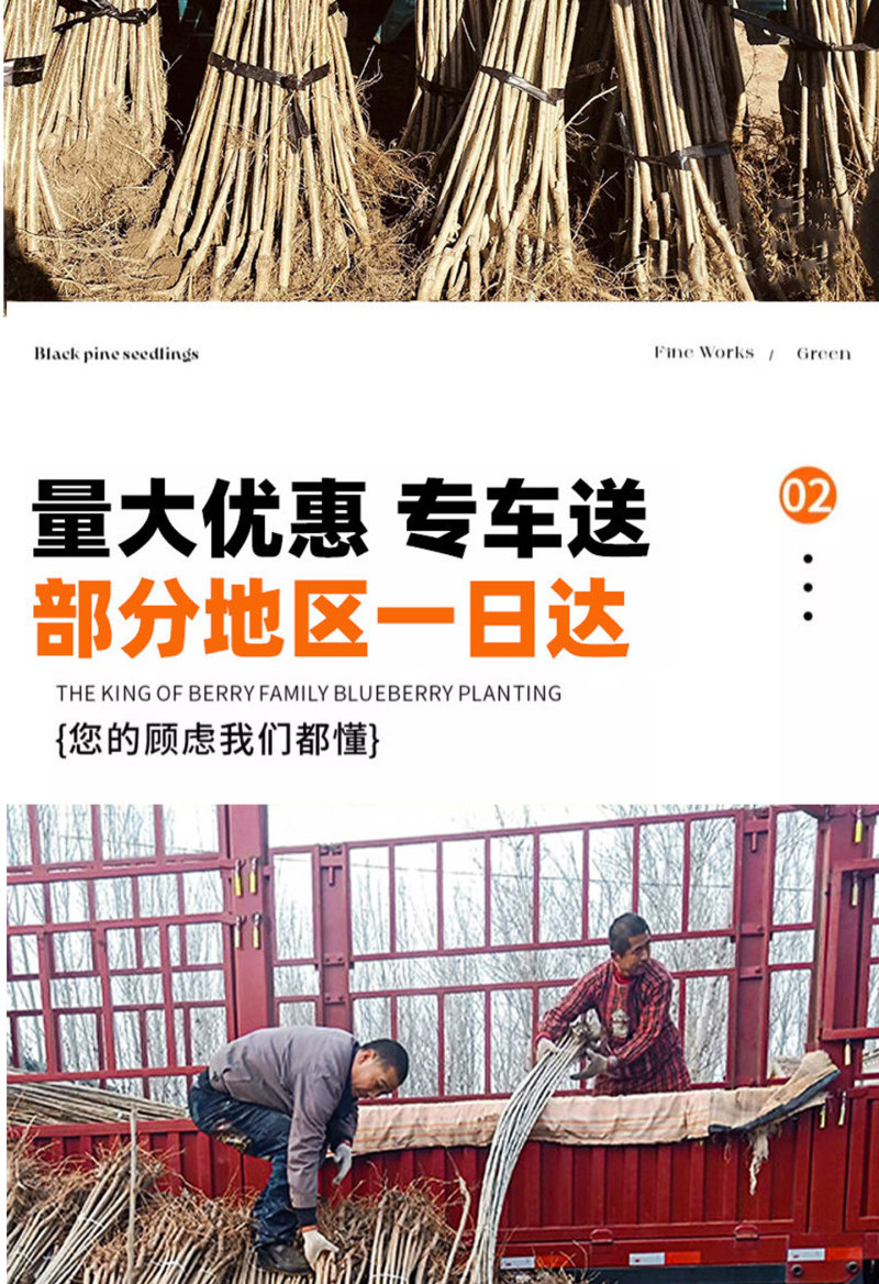速生杨107、2025无絮杨3804、3412无絮杨源头