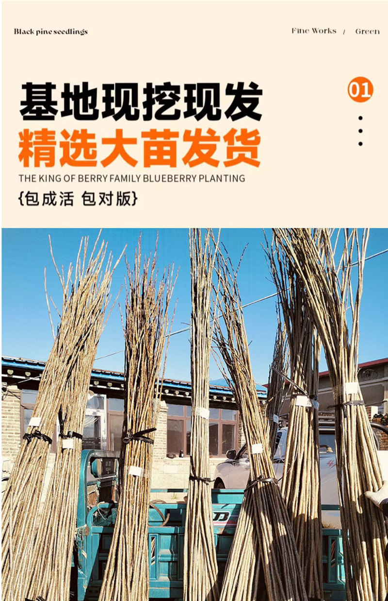 速生杨107、2025无絮杨3804、3412无絮杨源头