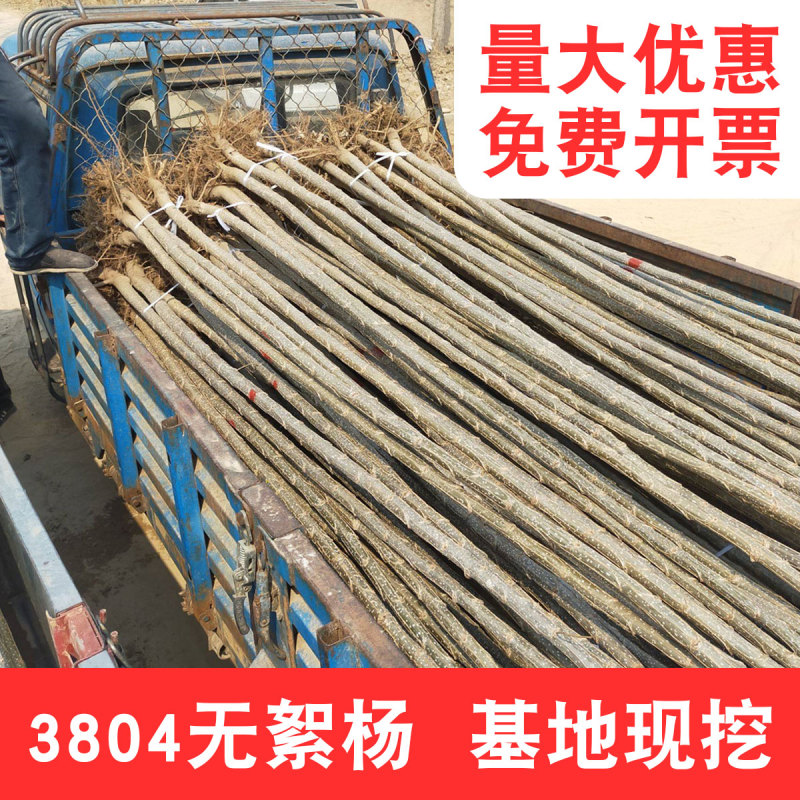 速生杨107、2025无絮杨3804、3412无絮杨源头