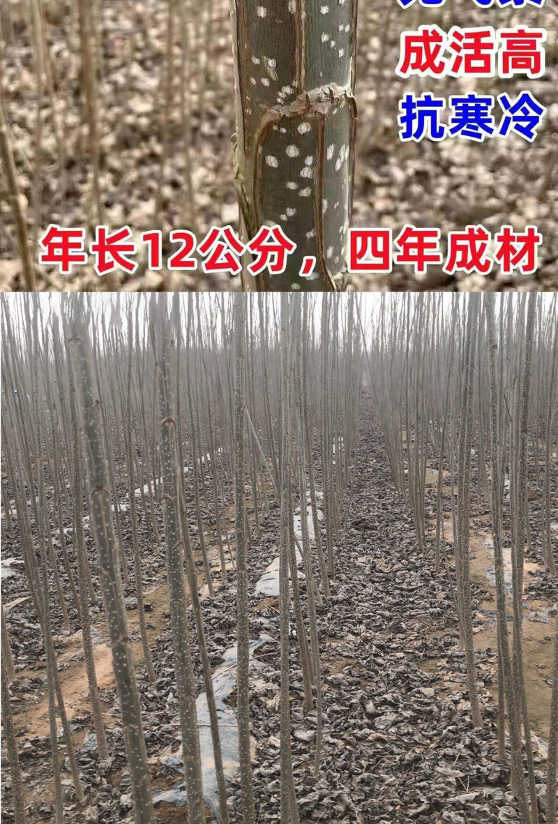 速生杨107、2025无絮杨3804、3412无絮杨源头