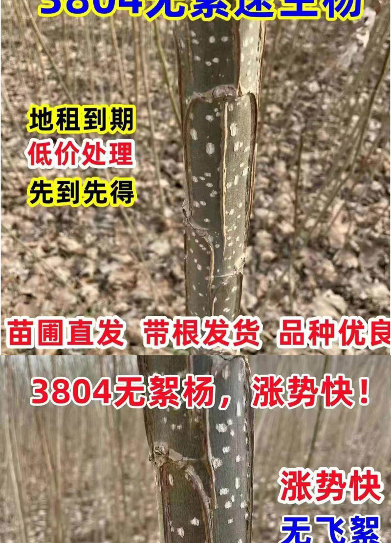 速生杨107、2025无絮杨3804、3412无絮杨源头