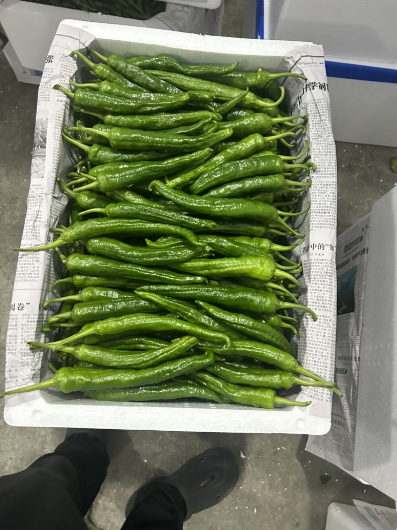 新苗辣椒2307螺丝椒罗线大量上市8号线泡椒
